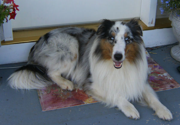 Lakeshire Shelties