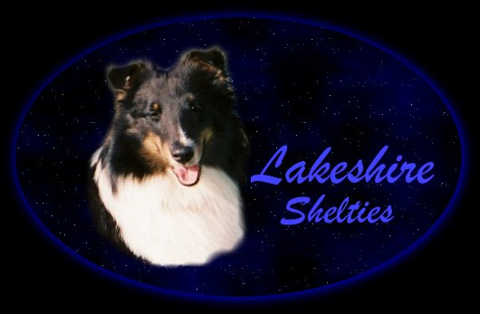 Lakeshire Shelties